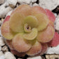 Pinguicula martinezii
