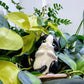 Cat Watering Spike
