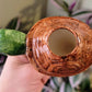 Turtle Plant Watering Spike