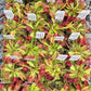 Venus flytrap (Dionaea muscipula) 'Schuppenstiel II' x 'Schuppenstiel II'