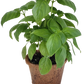 Plant-It-Starters 4 Variety Pack - 1 of Each