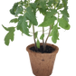 Plant-It-Starters 4 Variety Pack - 1 of Each