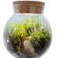 MossBowl- Grow Your Own Beautiful Moss Garden, Complete Kit Come with 3 Mosses!