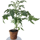 Plant-It-Starters 4 Variety Pack - 1 of Each