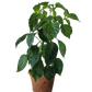Plant-It-Starters 4 Variety Pack - 1 of Each