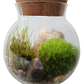 MossBowl- Grow Your Own Beautiful Moss Garden, Complete Kit Come with 3 Mosses!