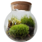 MossBowl- Grow Your Own Beautiful Moss Garden, Complete Kit Come with 3 Mosses!