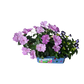 Flower Princess Palace Mini World Terrarium