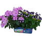 Flower Princess Palace Mini World Terrarium