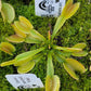 Venus flytrap (Dionaea muscipula) ‘Whale’