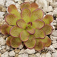 Pinguicula kondoi