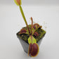 Venus flytrap (Dionaea muscipula) 'Sawtooth' x 'Red Piranha'