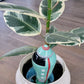 Rocketship Watering Spike