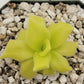 Pinguicula colimensis