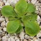 Pinguicula conzattii