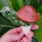Turtle Plant Watering Spike
