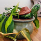 Turtle Plant Watering Spike
