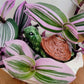 Turtle Plant Watering Spike