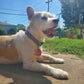 PetHub QR Pet ID Tag – Get Me Home Club