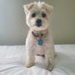 PetHub QR Pet ID Tag – Get Me Home Club