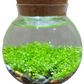 WaterPlants- Grow Lush Aquatic Plants from Seed! Thrives With Minimal Care