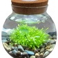 WaterPlants- Grow Lush Aquatic Plants from Seed! Thrives With Minimal Care