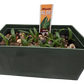 Aloe Seed Square Terrarium