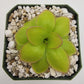 Pinguicula laueana "Narrow Flower"