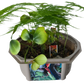 Dinosaur Domain Biosphere Terrarium