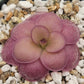 Pinguicula "Peaches"