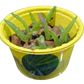 Eco Seed Sprouts Aunt Annie Aloe - Multipack of 5