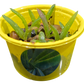 Eco Seed Sprouts 6 Variety Assortment Pack – 1 of Each