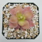 Pinguicula 'Marciano' (Butterwort)