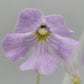 Pinguicula mirandae x (laueana CP2 x emarginata)