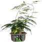 Dinosaur Domain Biosphere Terrarium