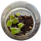 Flowering Cacti Tiny Terrariums Bundle - 2 each of 3 Varieties
