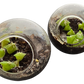 Flowering Cacti Tiny Terrariums Bundle - 2 each of 3 Varieties