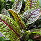 Sorrel (Red Veined) Seeds (4x)