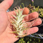 Rare Ionantha Vanhyningii – Thick Leaves & Brilliant Red Bloom