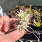 Rare Ionantha Vanhyningii – Thick Leaves & Brilliant Red Bloom