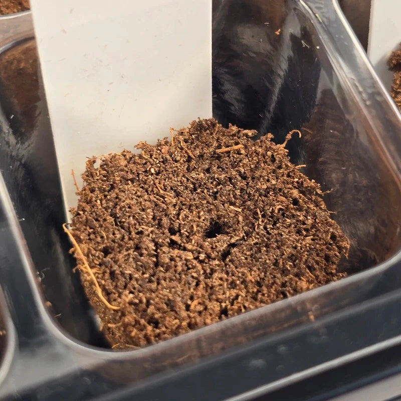 Grab & Grow Pre-Seeded Starter Kit