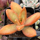 Sedum Firestorm