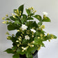 Jasmine Bush (Mo Samba)