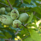 5 Paw Paw Tree Seeds (Asimina Triloba) | Fresh Stratified Indiana Banana Seeds | Ready to Plant | Unique Fruit & Purple Blossoms