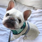 Pet traction rope chest strap