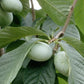 5 Paw Paw Tree Seeds (Asimina Triloba) | Fresh Stratified Indiana Banana Seeds | Ready to Plant | Unique Fruit & Purple Blossoms