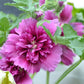 Queeny Purple Hollyhock Seeds | Magenta Blooms | Attracts Pollinators | Non-GMO |  | Biennial