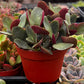 Crassula Pondo Cliff