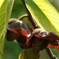 5 Paw Paw Tree Seeds (Asimina Triloba) | Fresh Stratified Indiana Banana Seeds | Ready to Plant | Unique Fruit & Purple Blossoms