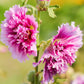 Queeny Purple Hollyhock Seeds | Magenta Blooms | Attracts Pollinators | Non-GMO |  | Biennial